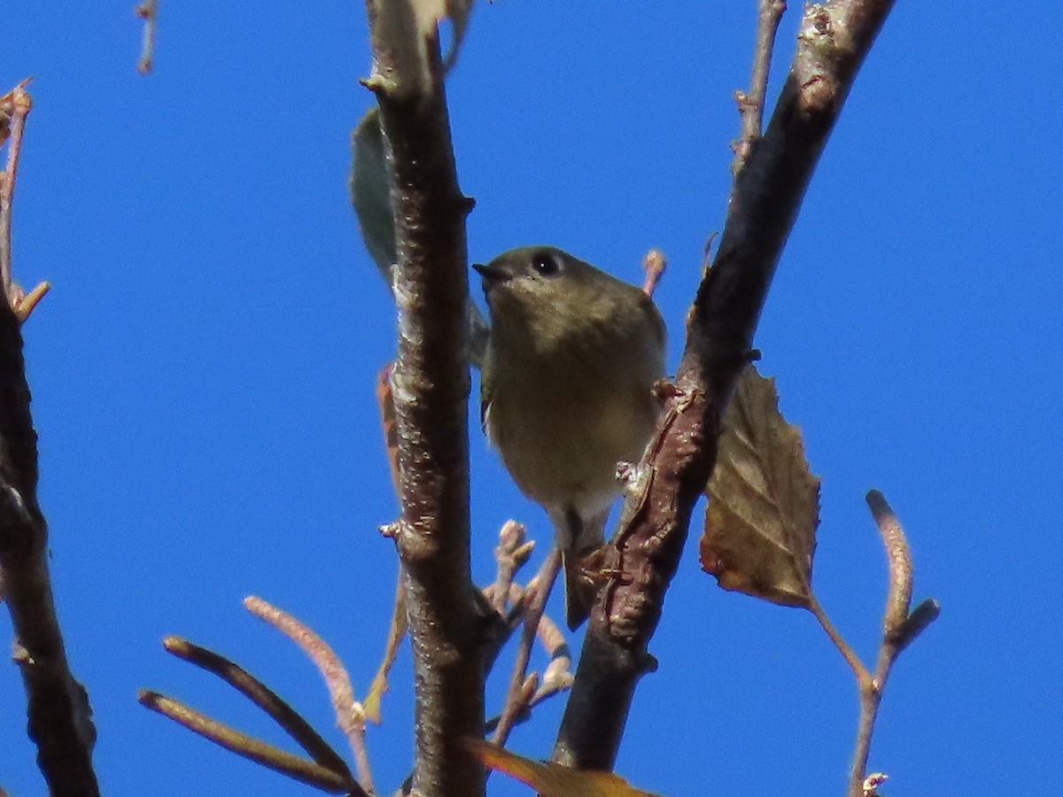 Золотомушка рубіновочуба - ML644555695