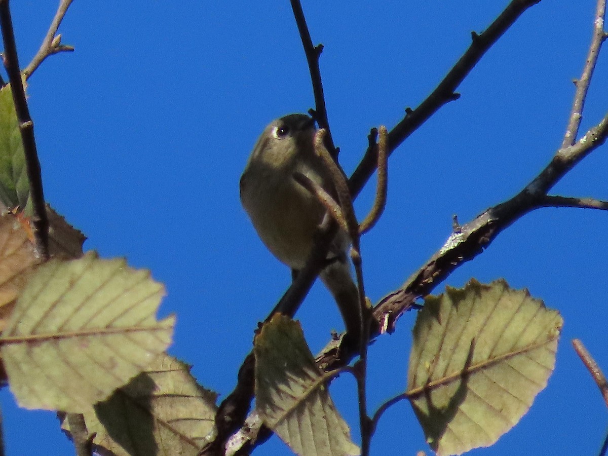 Золотомушка рубіновочуба - ML644555696