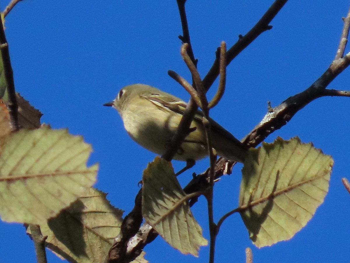 Золотомушка рубіновочуба - ML644555697