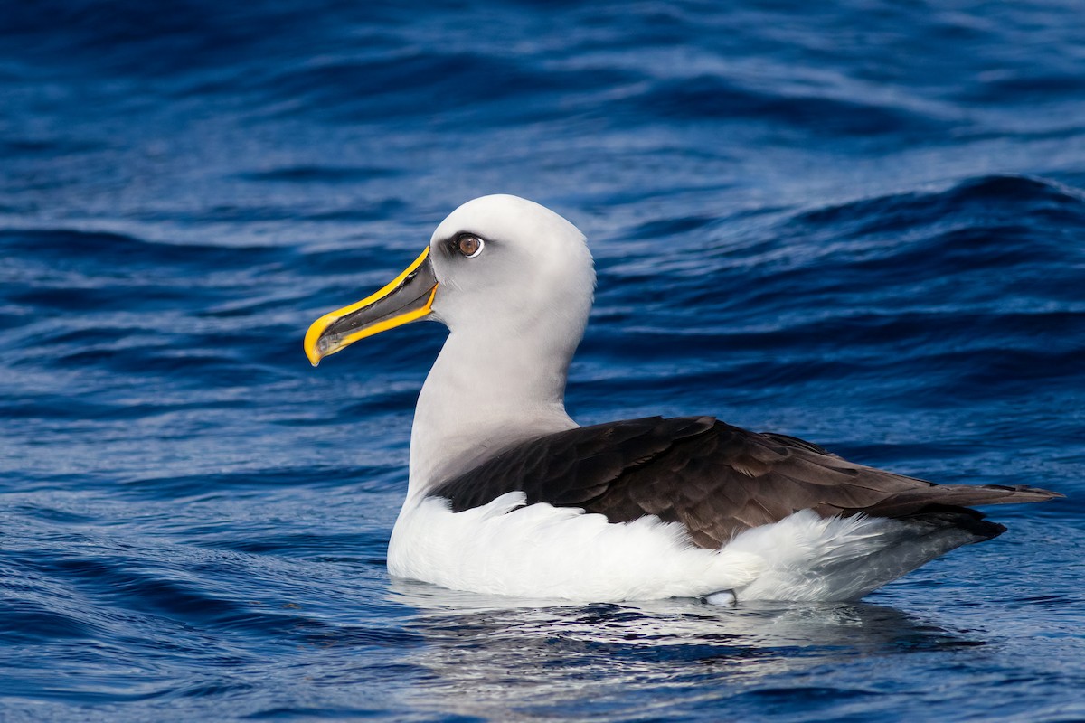 Buller's Albatross - ML644555700