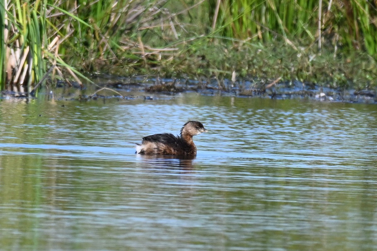 ringnebbdykker - ML644555705