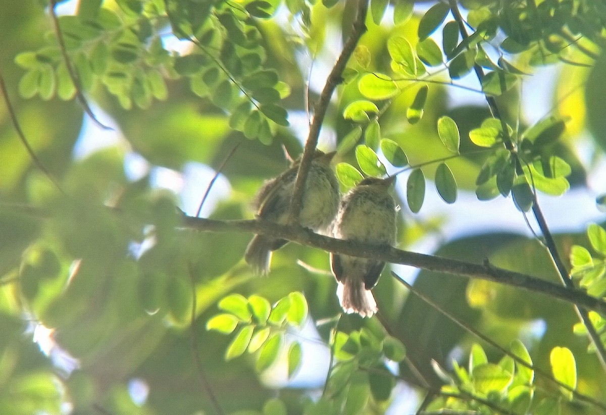 Ochre-lored Flatbill - ML644555706