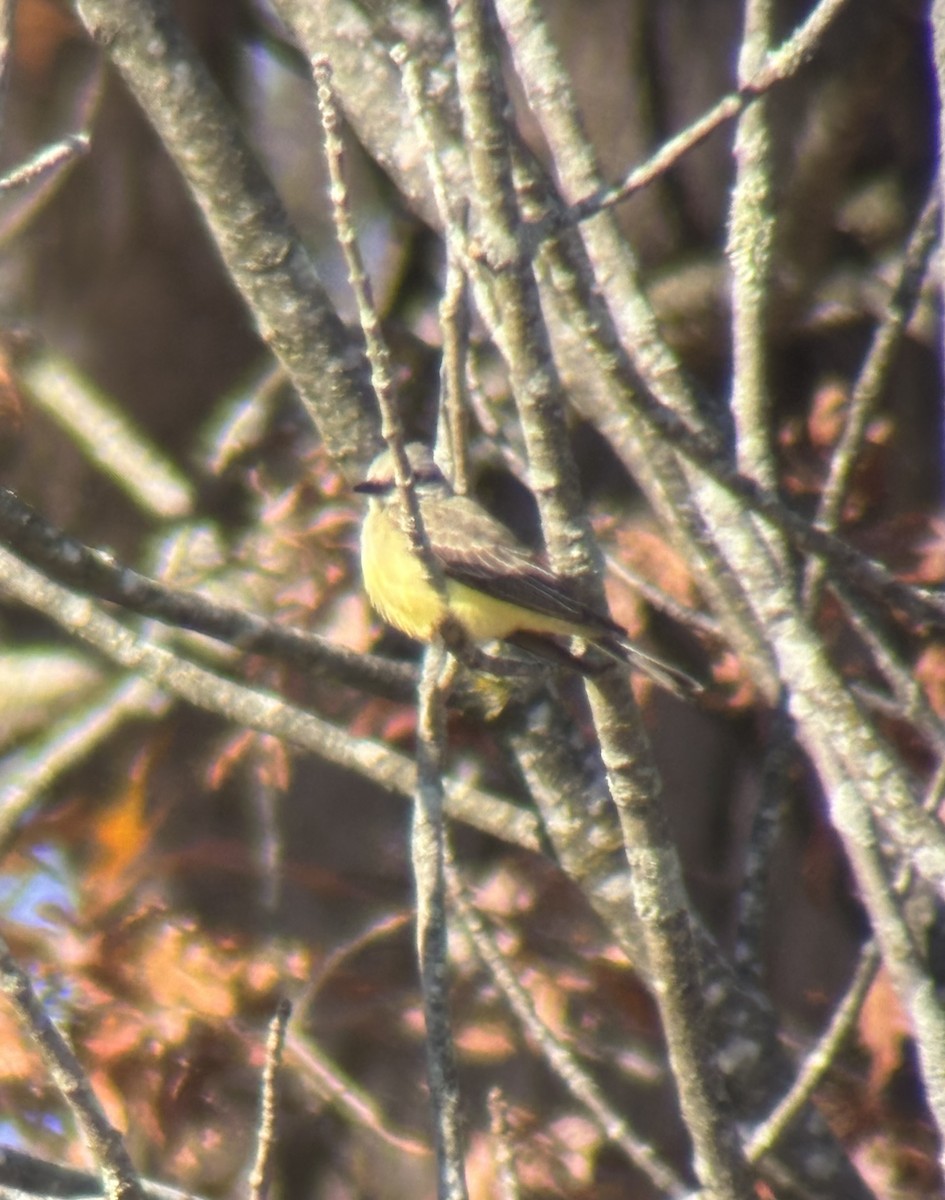 Schmalschnabel-Königstyrann - ML644555710