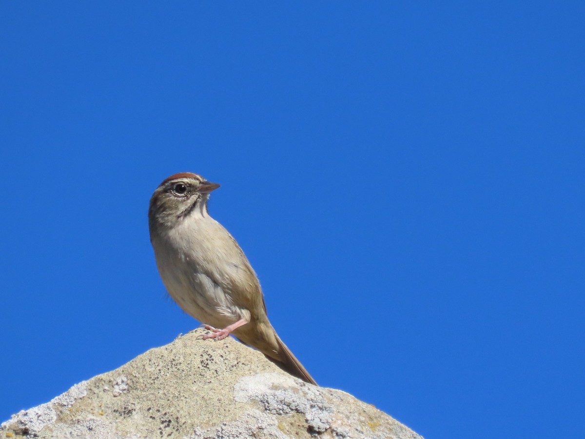 Rufous-crowned Sparrow - ML644555714