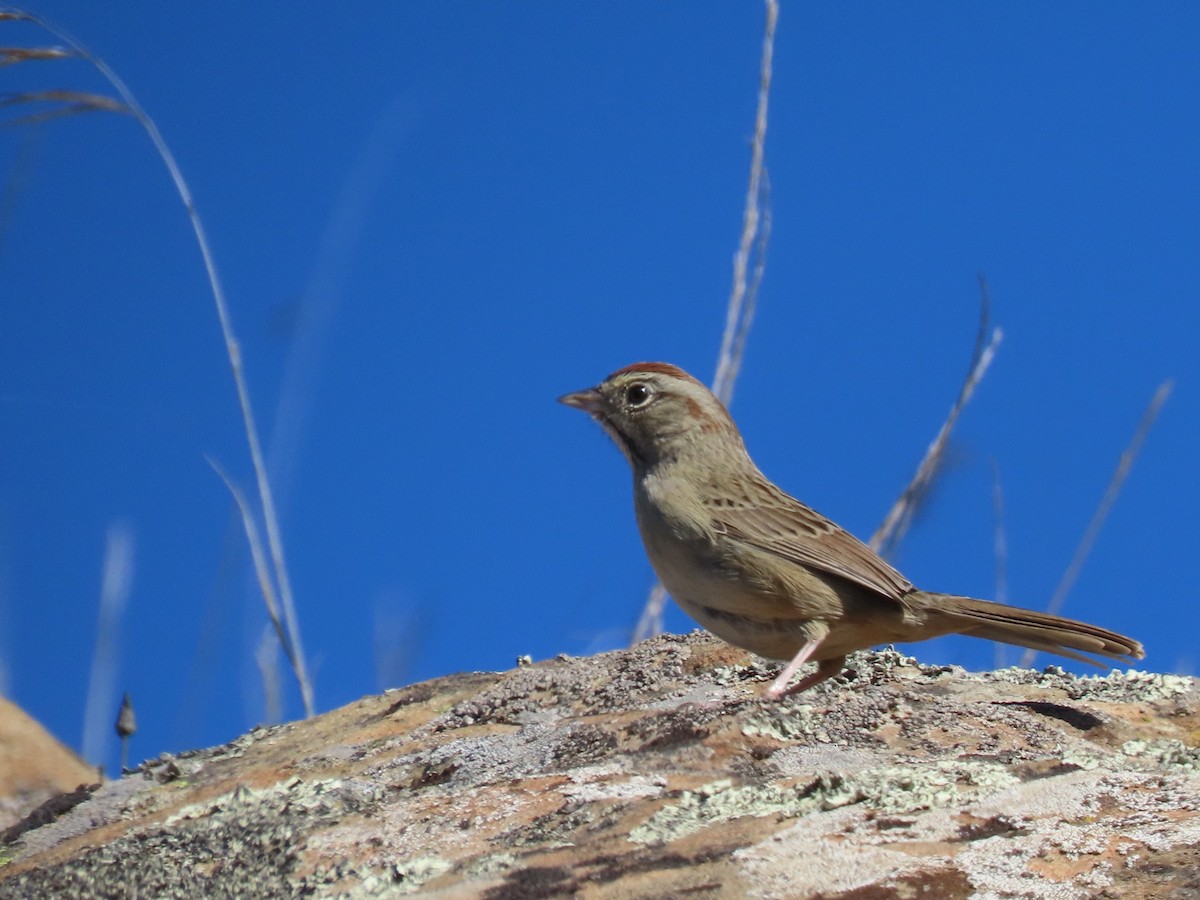 Rufous-crowned Sparrow - ML644555715