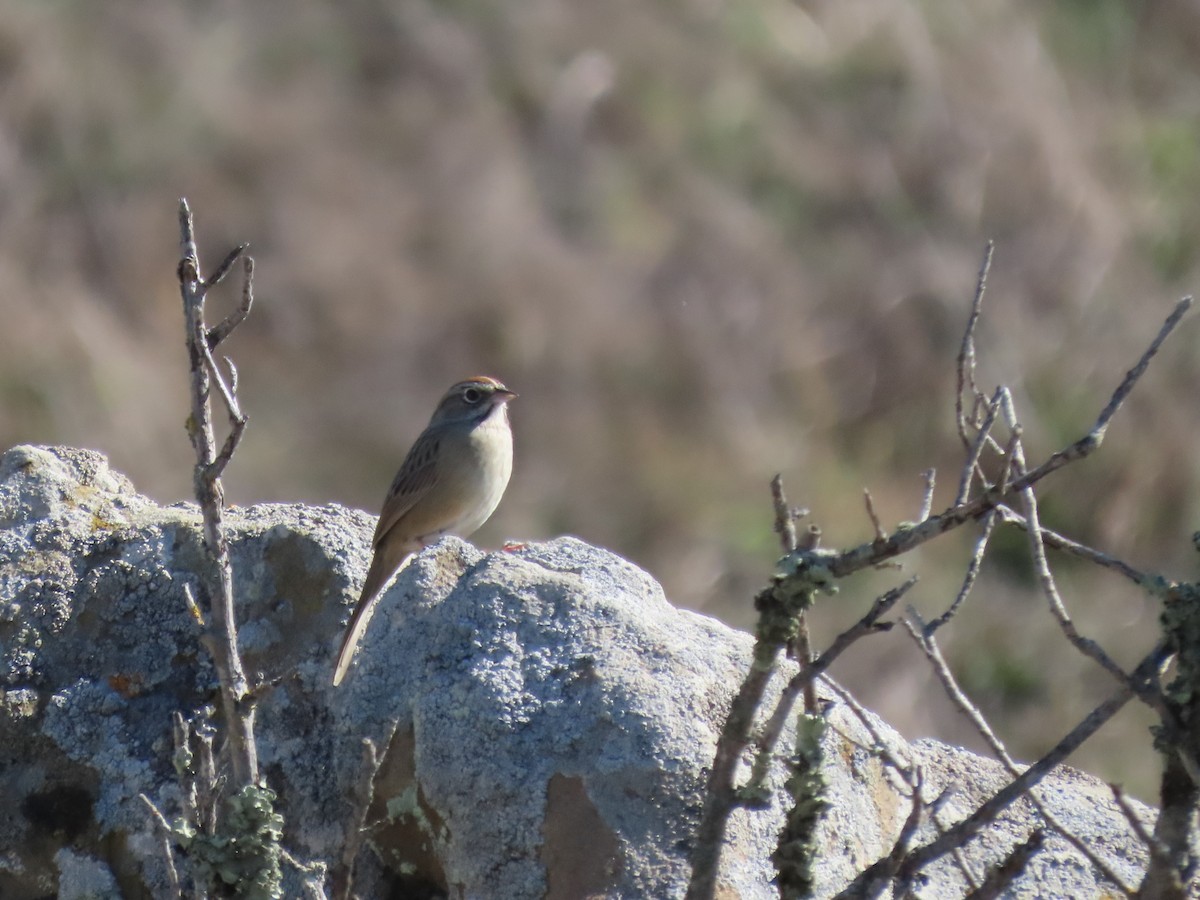 Rufous-crowned Sparrow - ML644555716