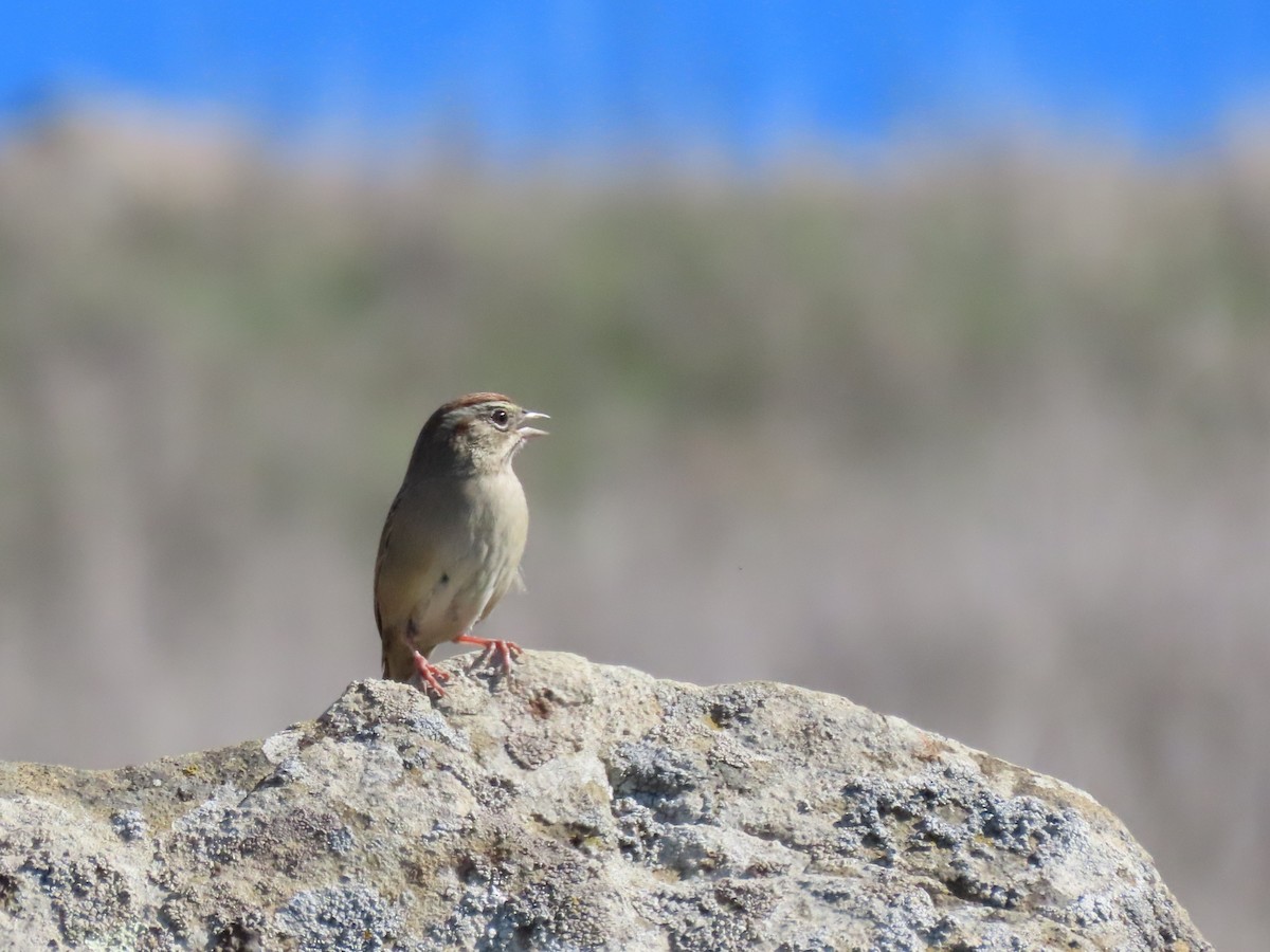 Rufous-crowned Sparrow - ML644555717
