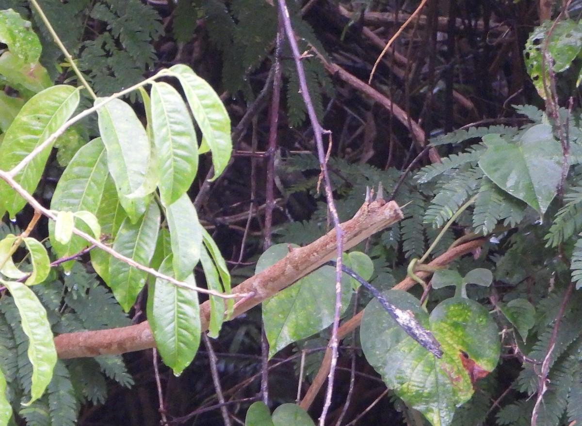 Pale-bellied Hermit - ML644555719