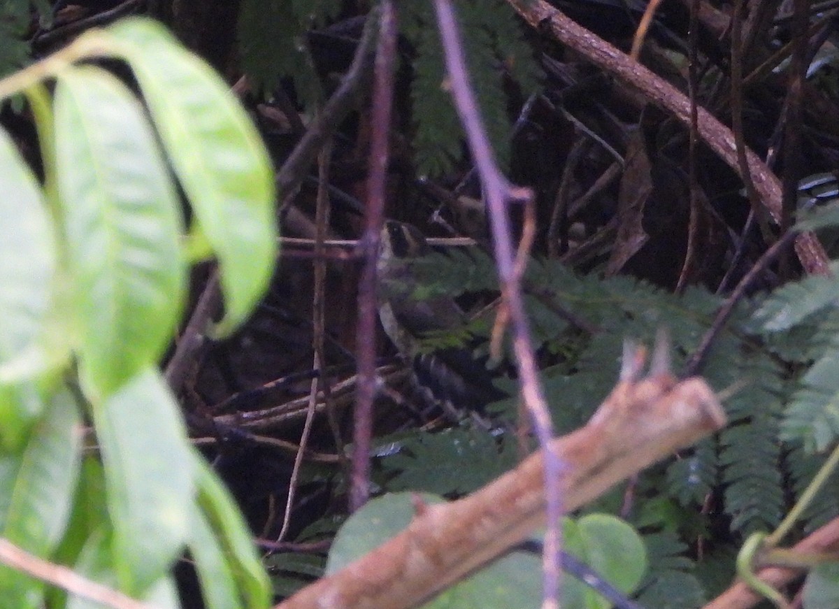 Pale-bellied Hermit - ML644555720