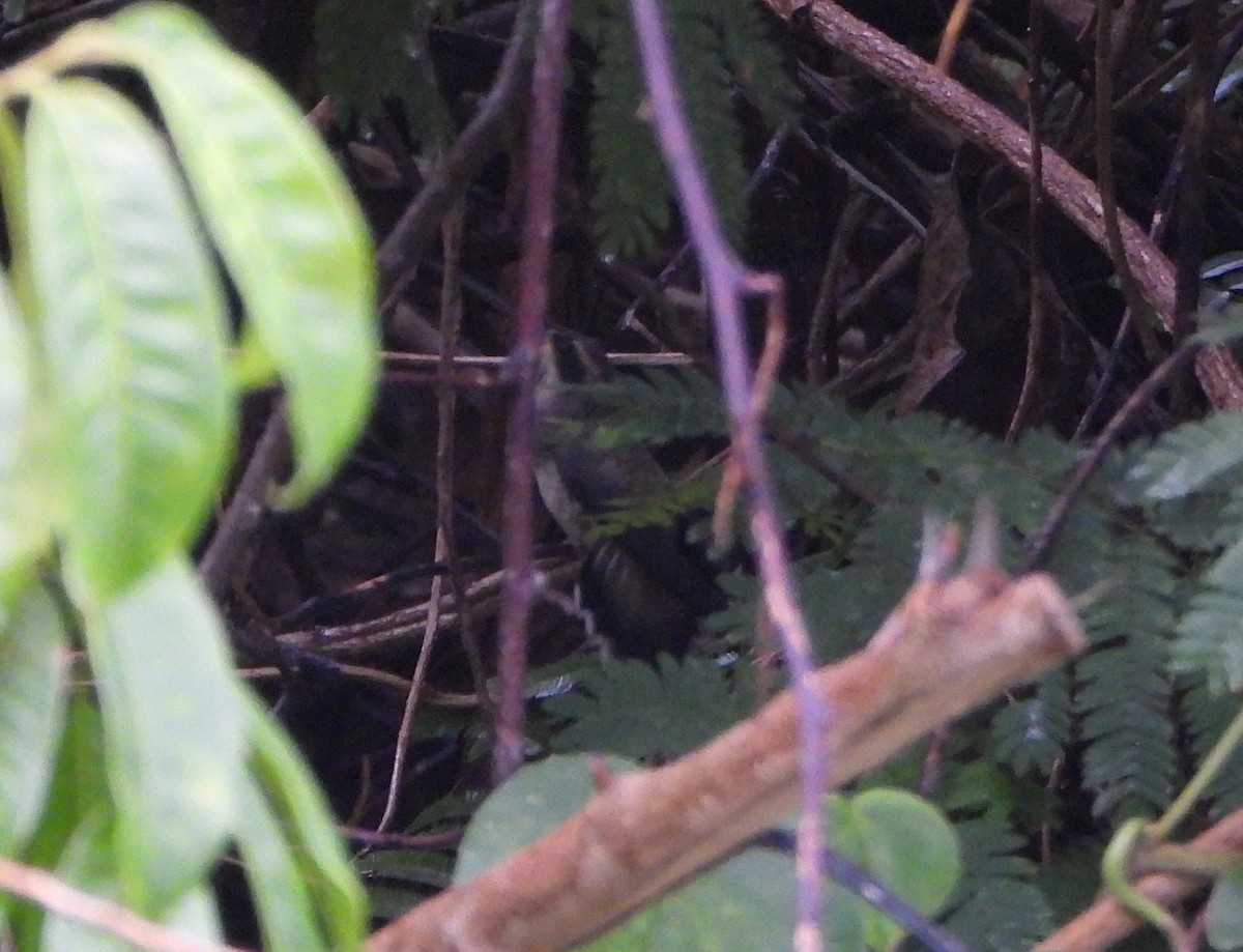 Pale-bellied Hermit - ML644555721