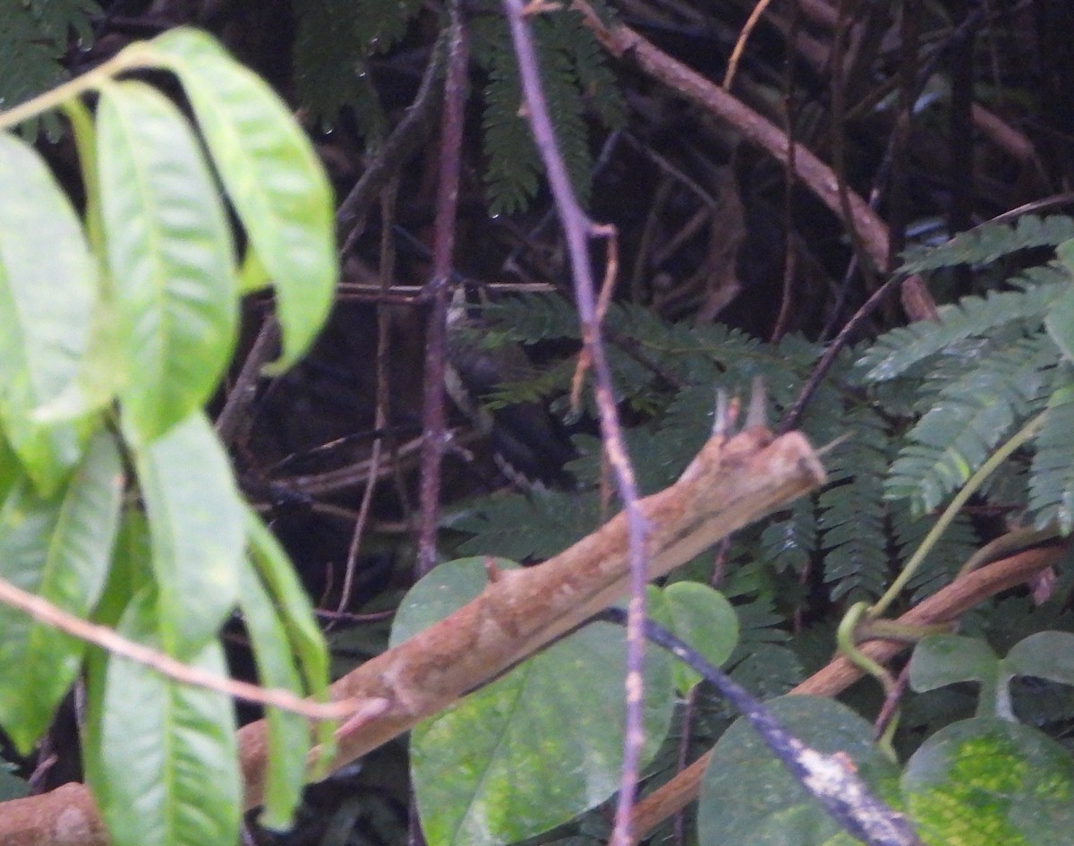 Pale-bellied Hermit - ML644555722