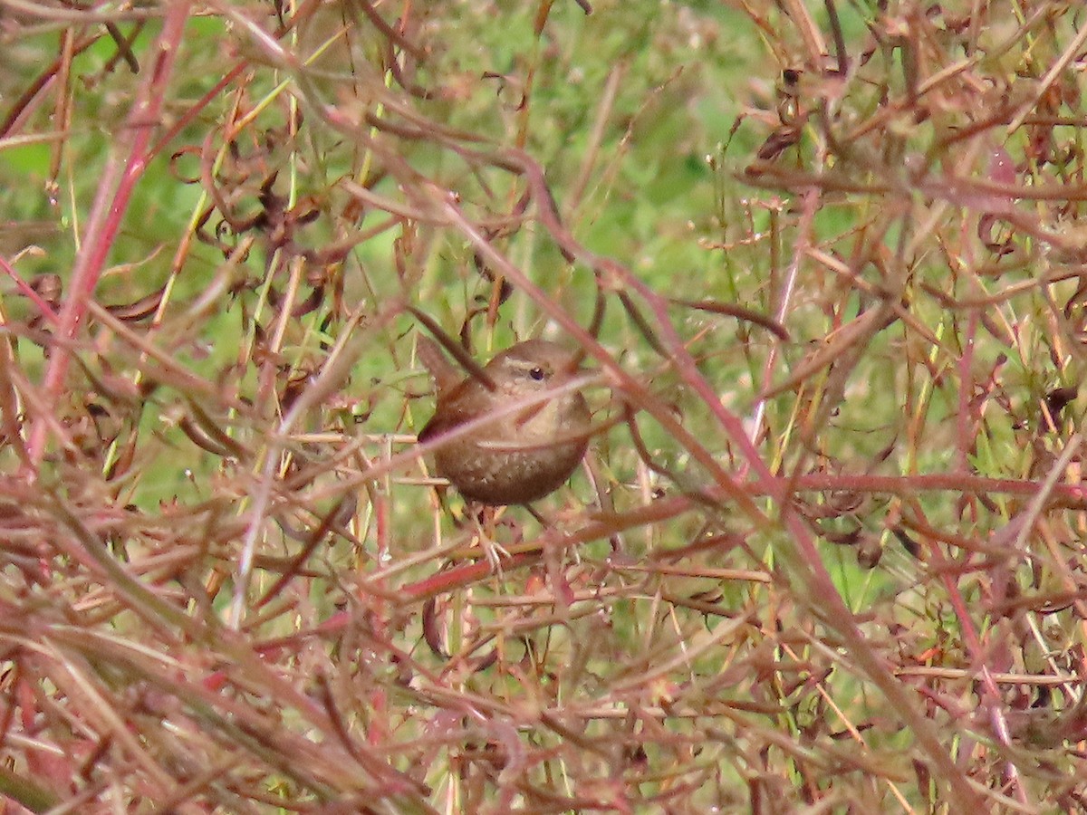 Winter Wren - ML644555723