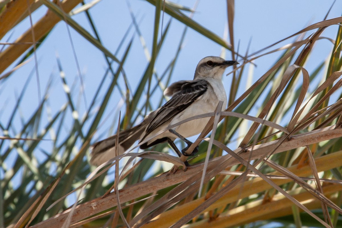 Tropical Mockingbird - ML644555724