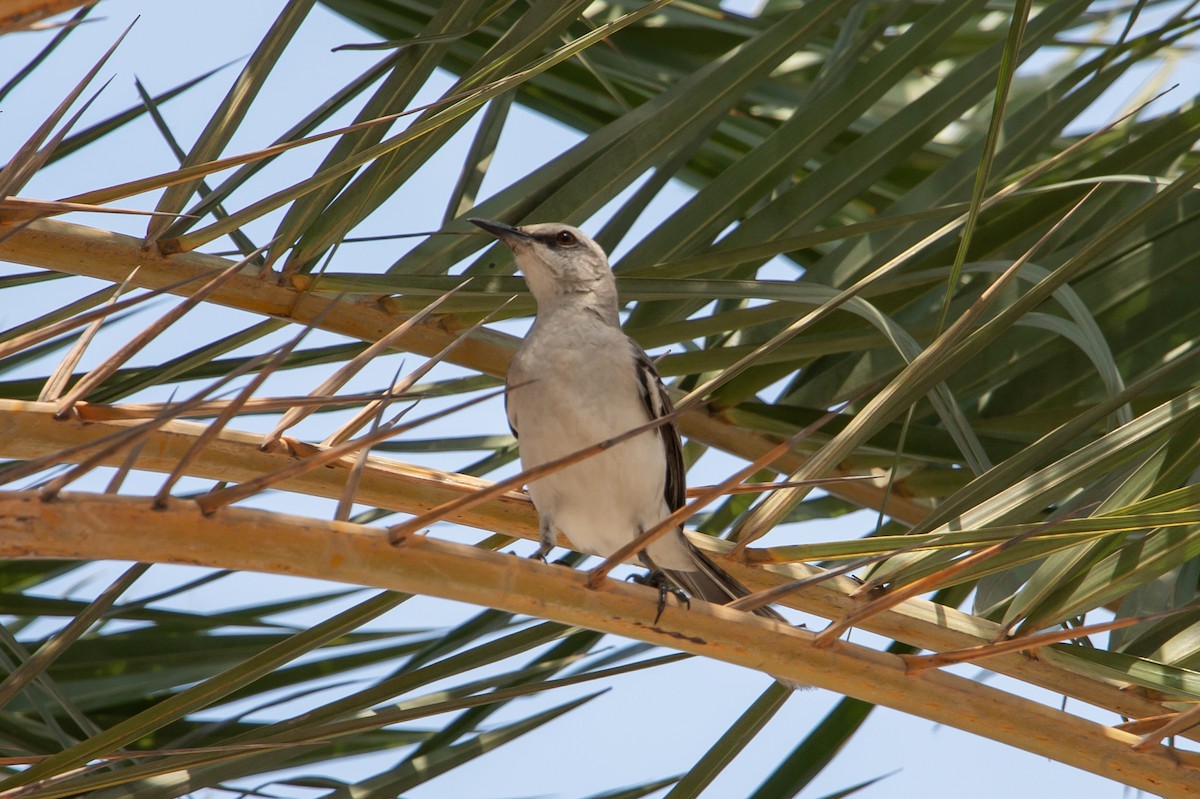 Tropical Mockingbird - ML644555725