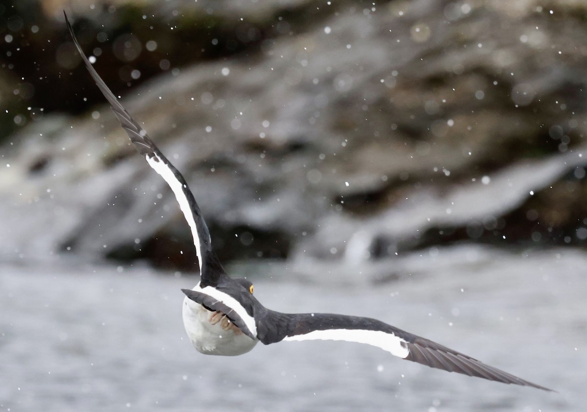 Magellanic Oystercatcher - ML644555730