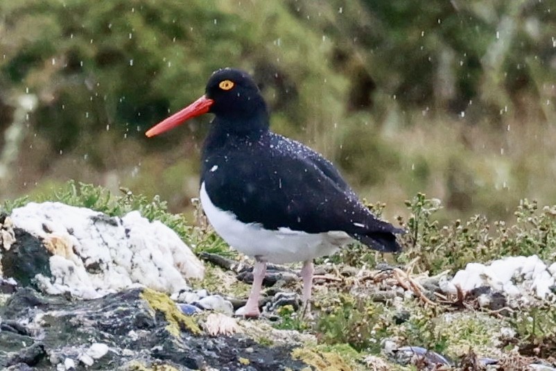 マゼランミヤコドリ - ML644555731