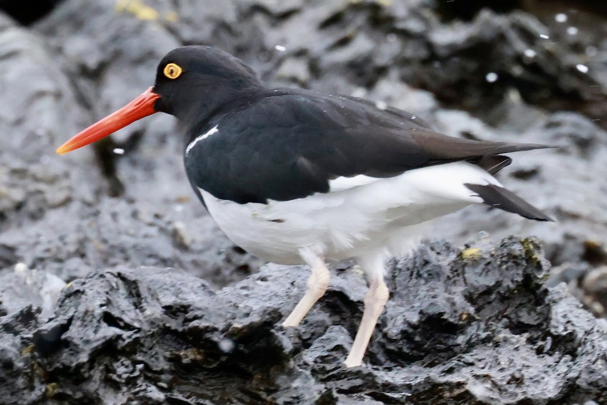 マゼランミヤコドリ - ML644555732