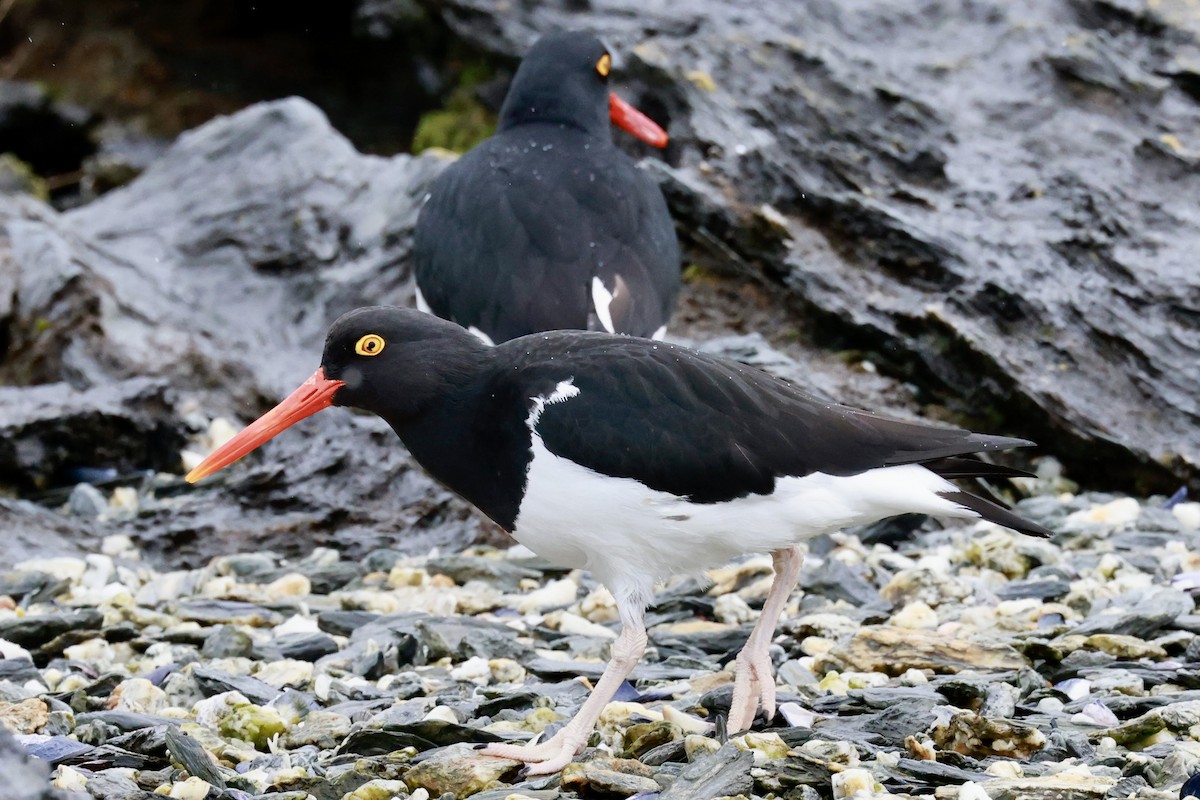 マゼランミヤコドリ - ML644555733