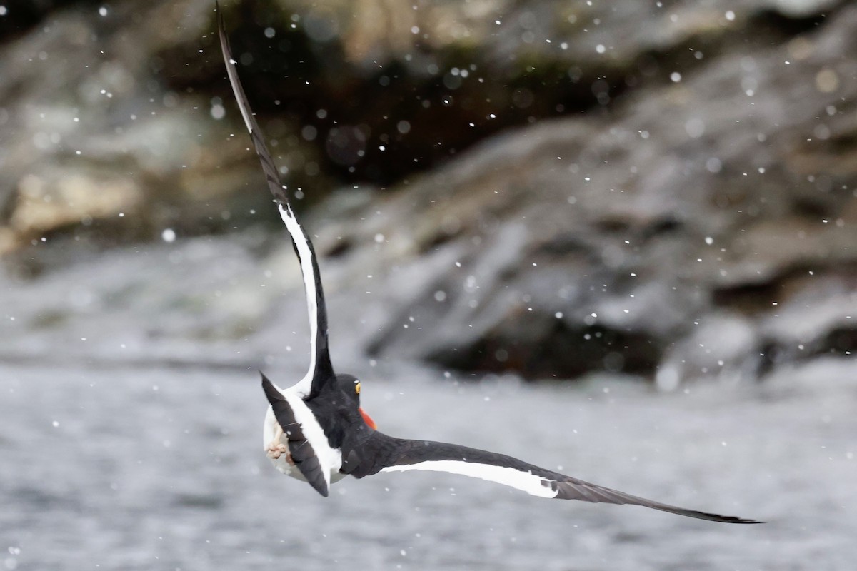 マゼランミヤコドリ - ML644555734