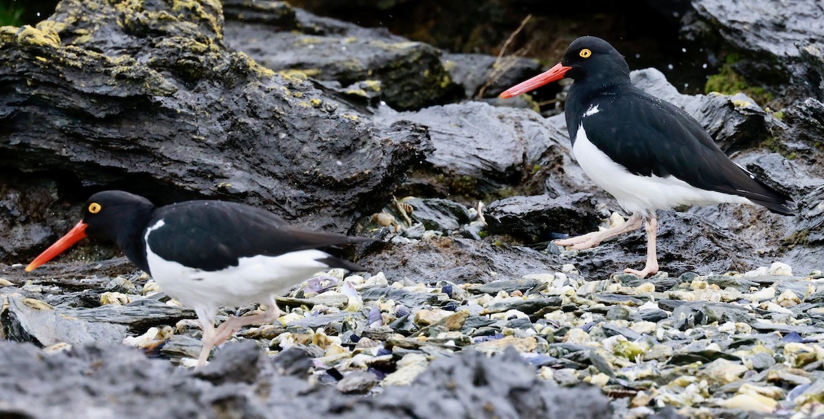 マゼランミヤコドリ - ML644555736