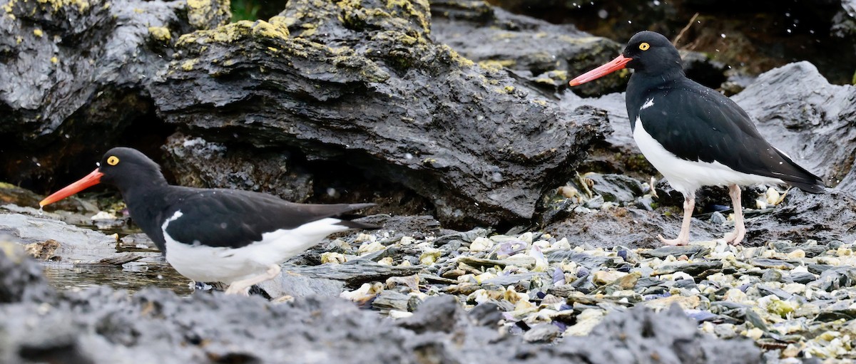 マゼランミヤコドリ - ML644555737