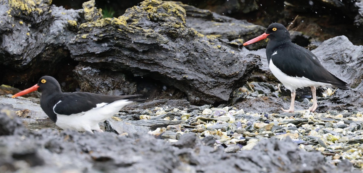 Magellanic Oystercatcher - ML644555738