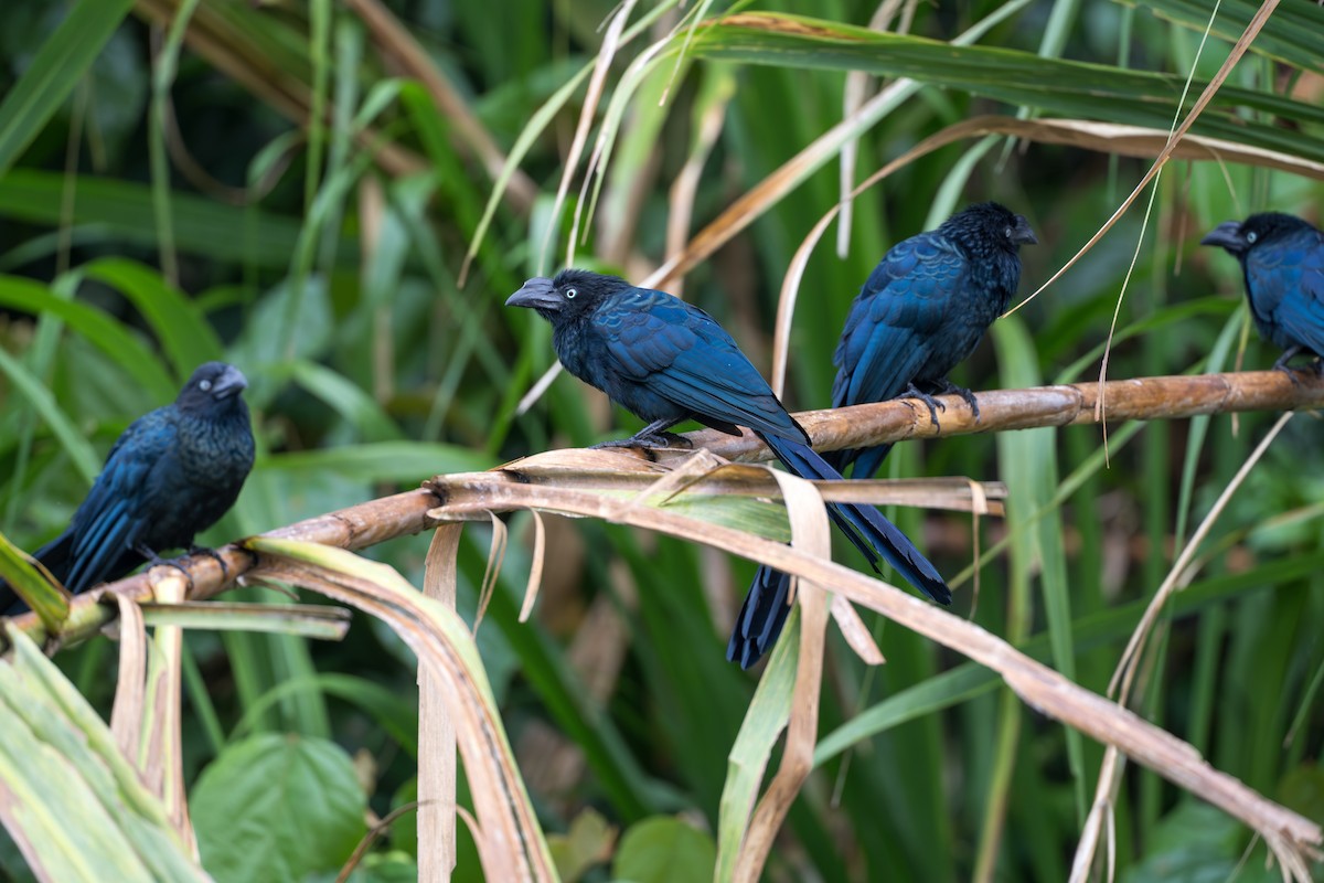 Ani des palétuviers - ML644555750