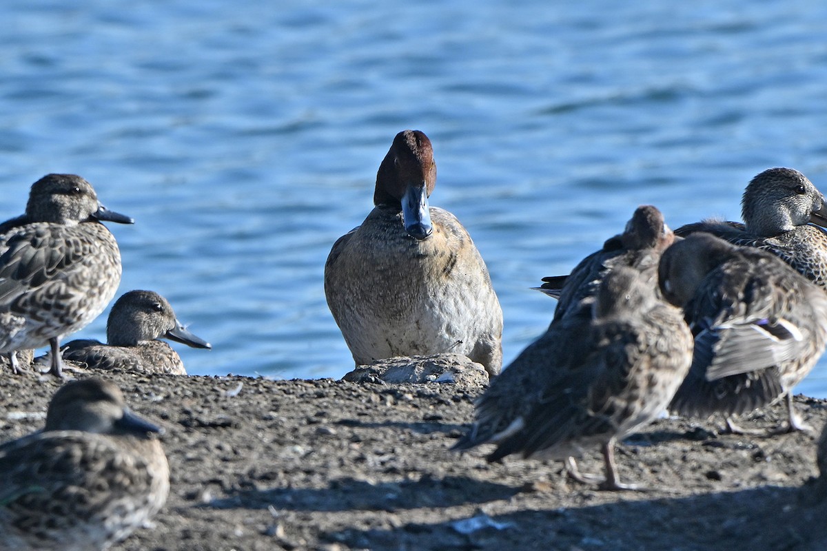 Porrón Americano - ML644555754