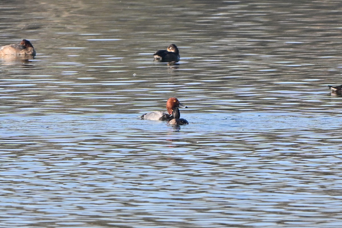 Porrón Americano - ML644555755