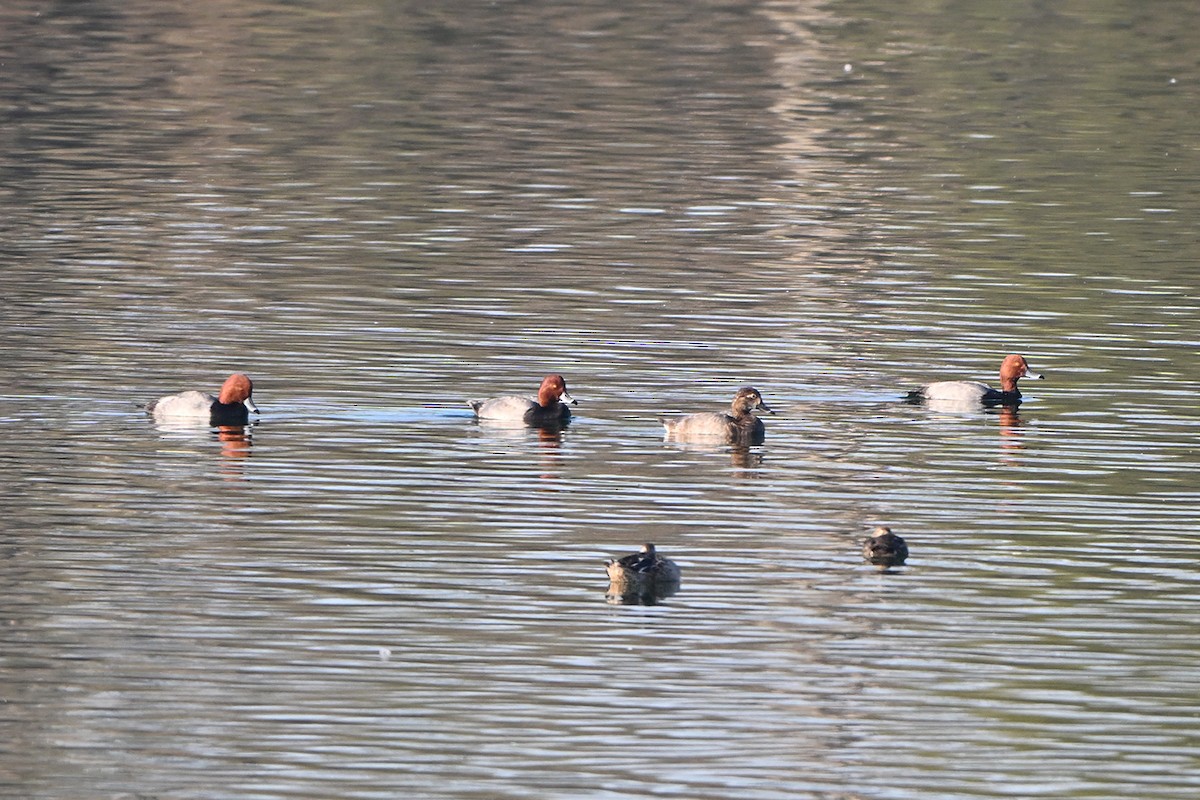 Porrón Americano - ML644555756