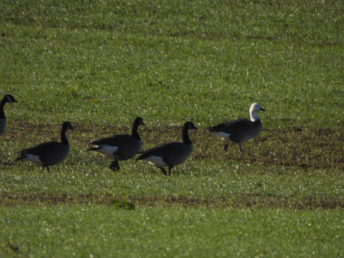 Цасны галуу - ML644555758