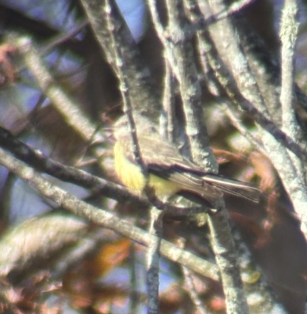 Schmalschnabel-Königstyrann - ML644555759