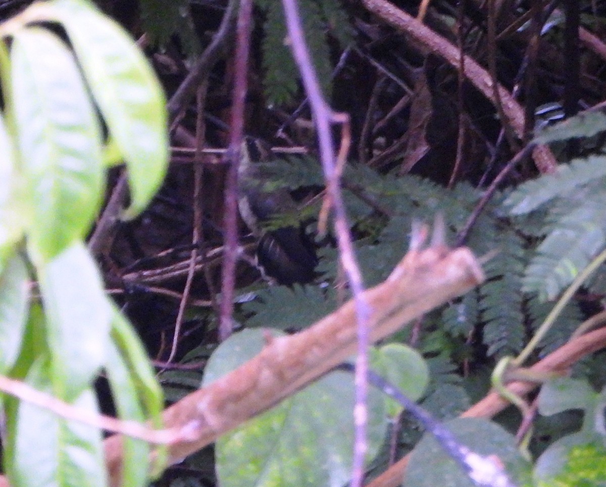 Pale-bellied Hermit - ML644555760