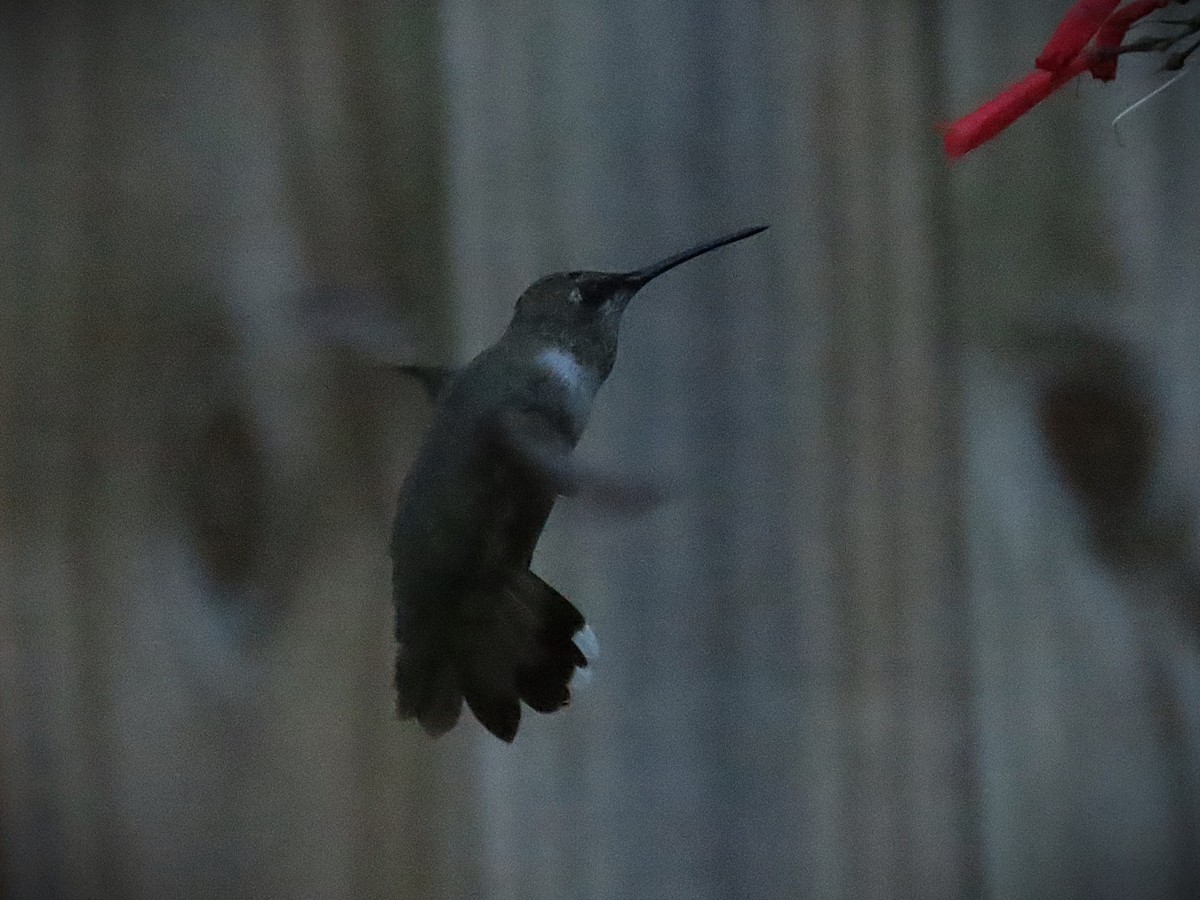 Black-chinned Hummingbird - ML644555761