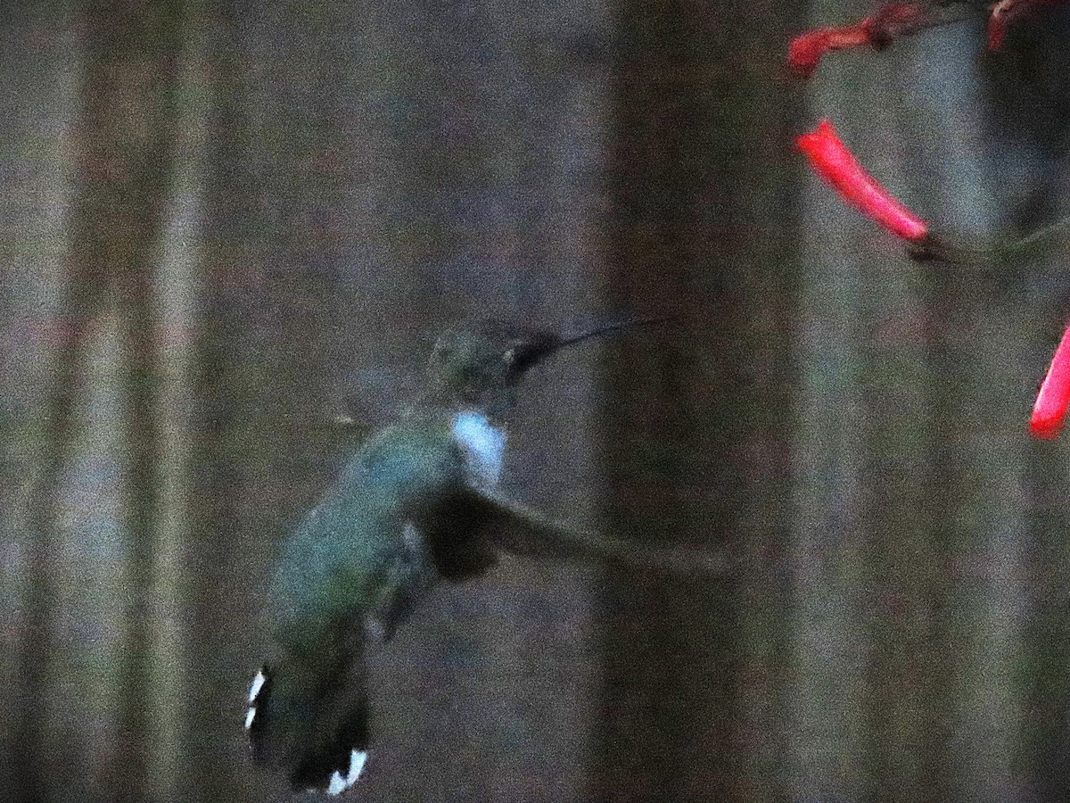 Black-chinned Hummingbird - ML644555766