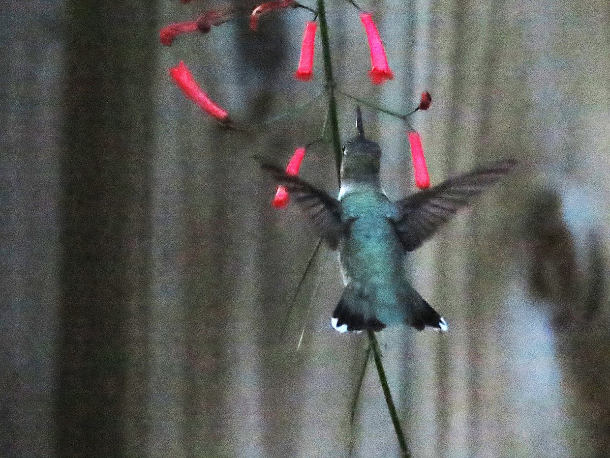 Black-chinned Hummingbird - ML644555767