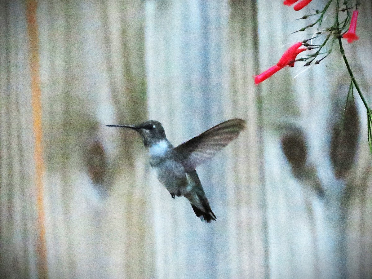 Black-chinned Hummingbird - ML644555768