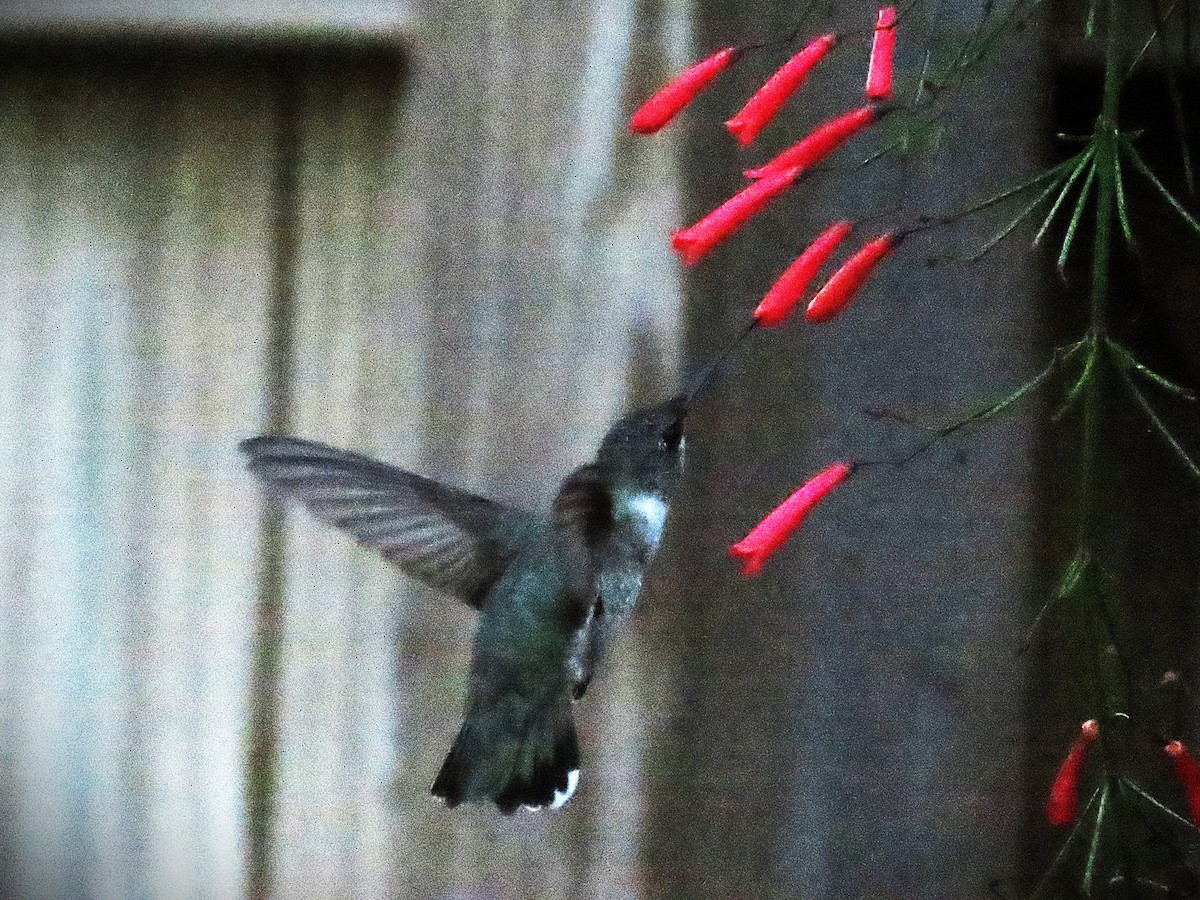 Black-chinned Hummingbird - ML644555769