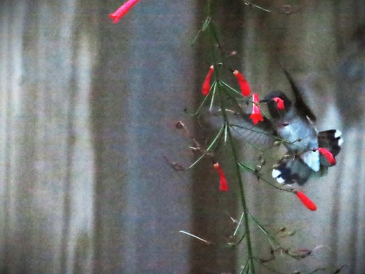 Black-chinned Hummingbird - ML644555770