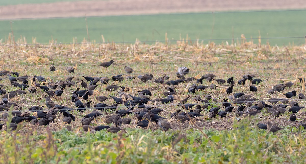 Brown-headed Cowbird - ML644555775