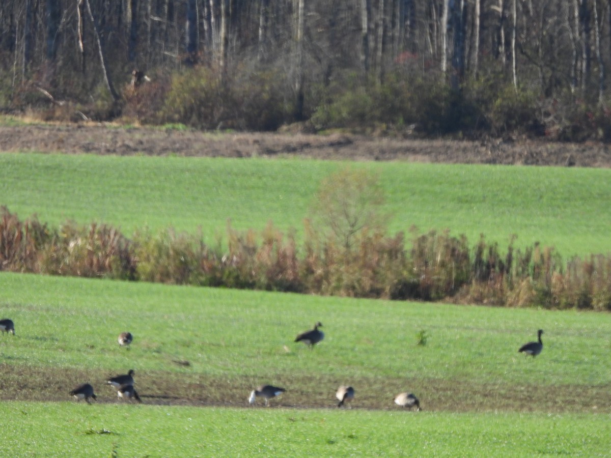 Цасны галуу - ML644555779