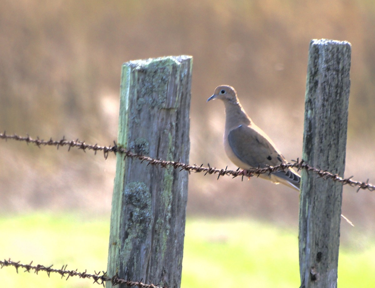 Mourning Dove - ML644555780