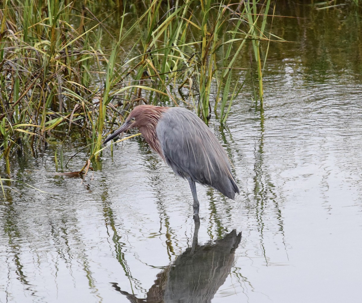 Reddish Egret - ML644555788
