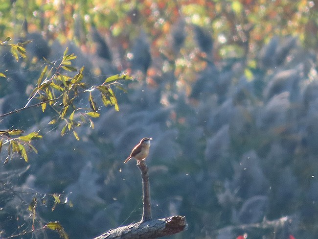 Carolina Wren - ML644555790