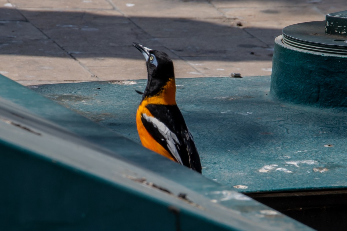 Venezuelan Troupial - ML644555796