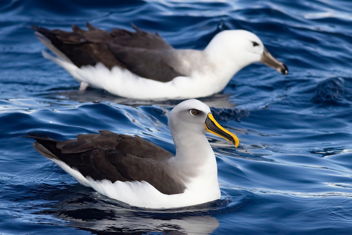 Buller's Albatross - ML644555799