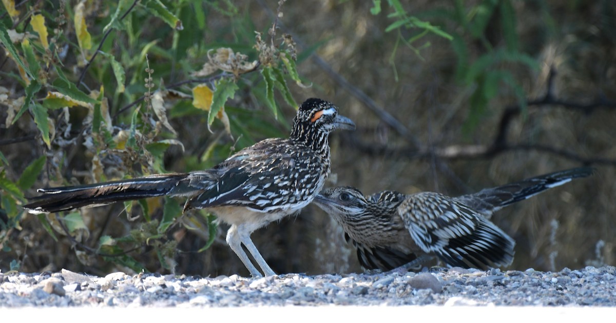 Greater Roadrunner - ML644555803
