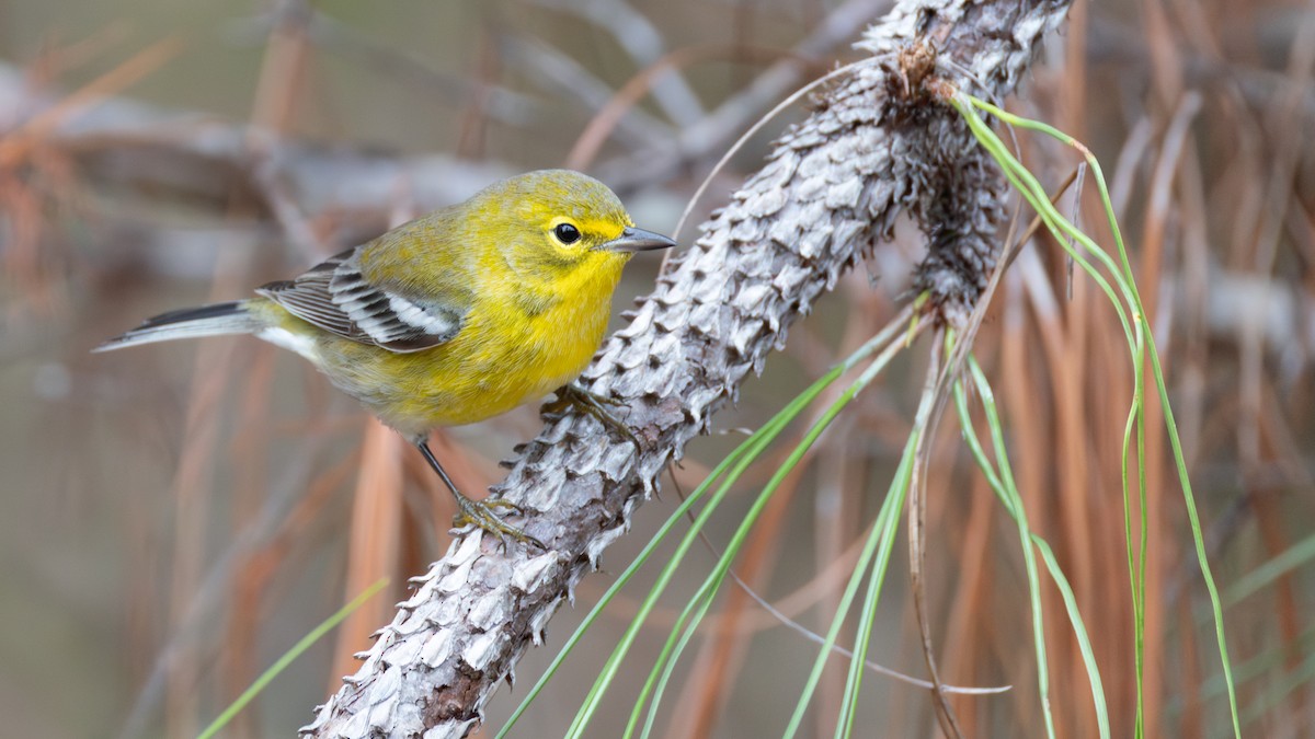 Pine Warbler - ML644555804