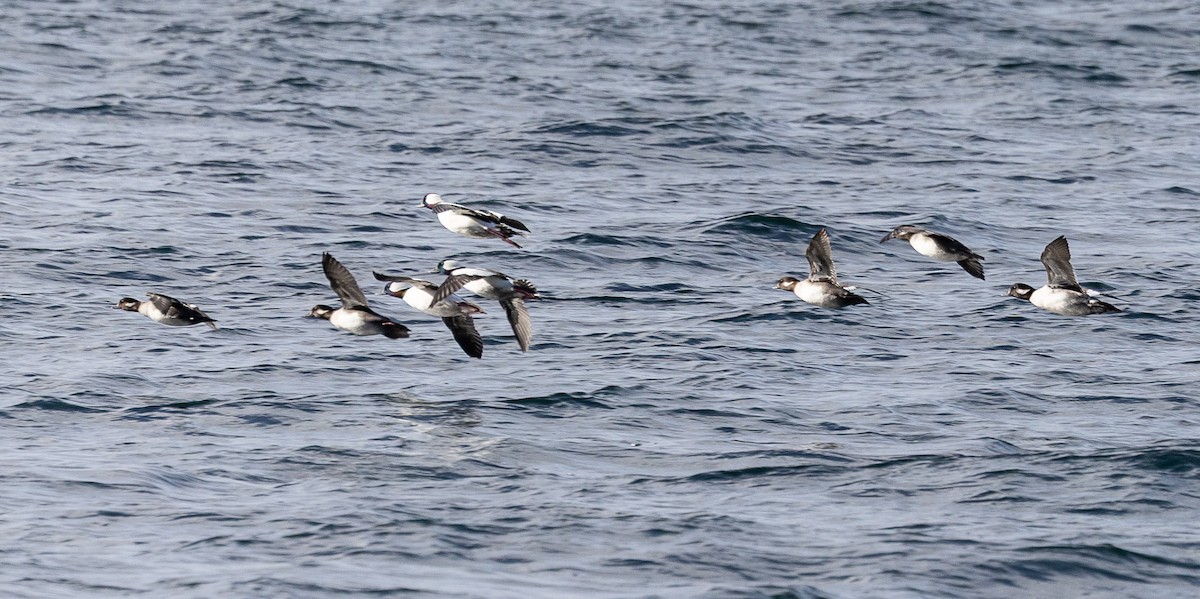 ヒメハジロ - ML644555807