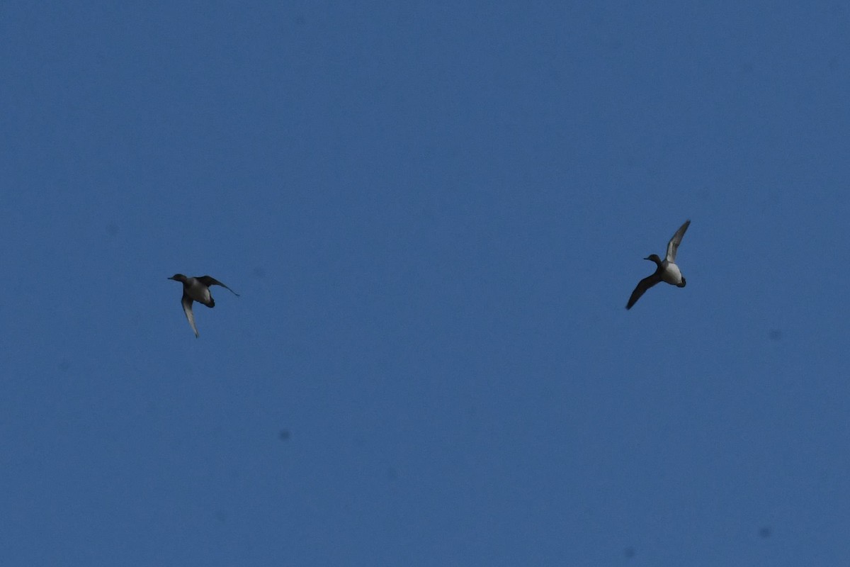 Gadwall - ML644555816